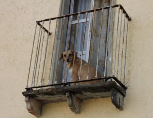 Le chien de balcon