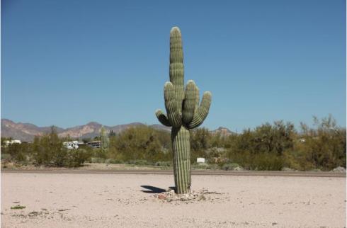L'Arizona et ses cactus géants